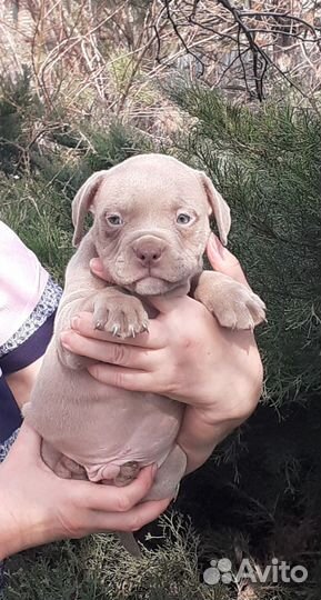 Американский булли