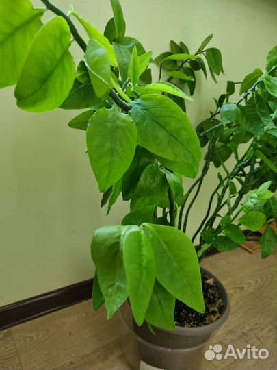 Педилантус