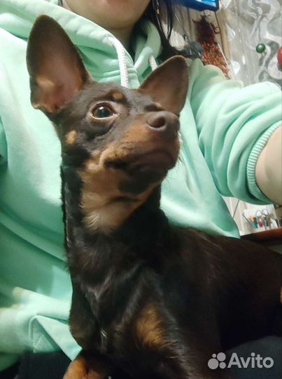 Вязка той-терьер