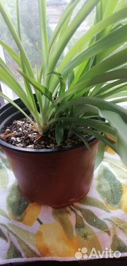 Хлорофитум