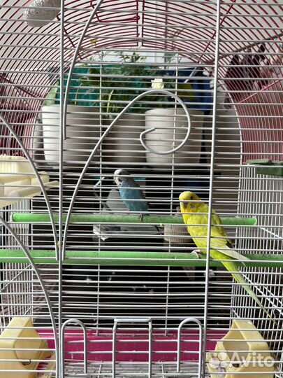 Продам попугаев