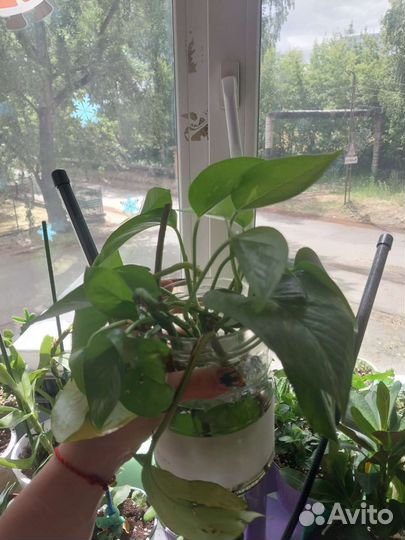 Эпипремниум