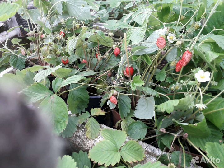 Ремонтантная земляника