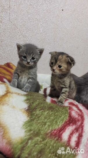 Кошка бесплатно