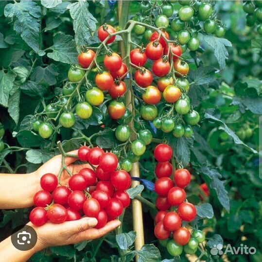 Помидор на окне круглый год