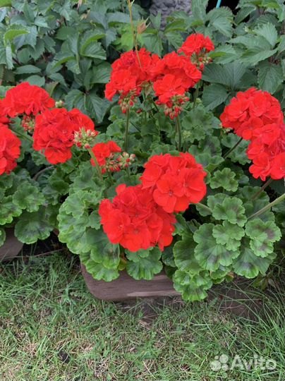 Пеларгония герань