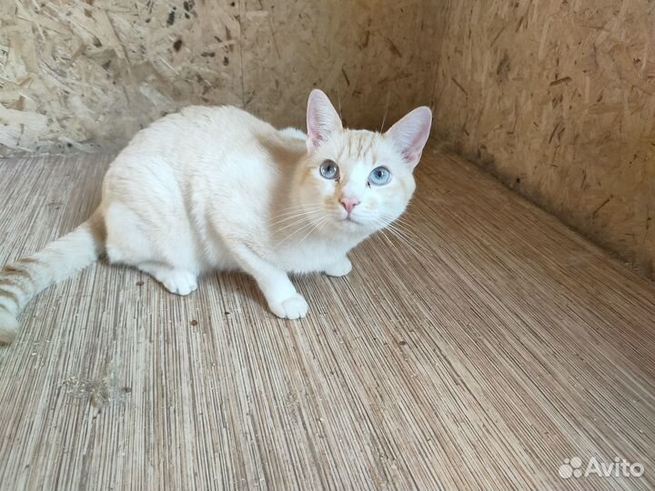 Карамельный кот