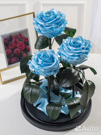 Долговечная живая роза в колбе