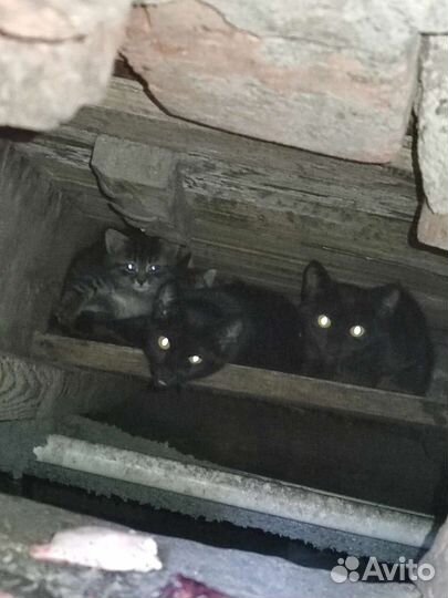 Котята ищут дом или передержку