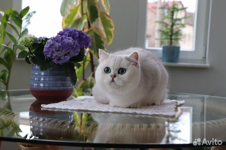 Чистокровные короткошёрстные британские котята