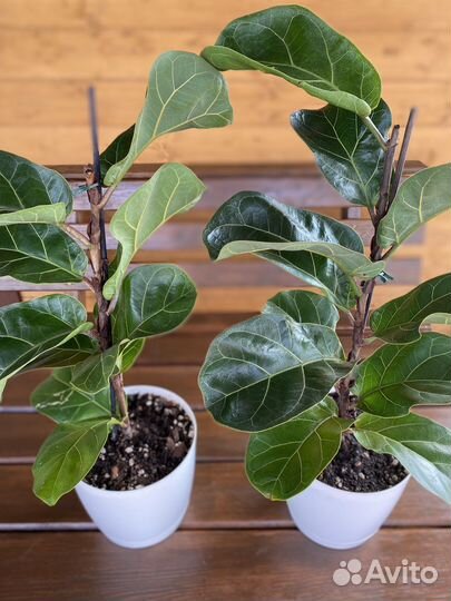 Фикус лирата бамбино