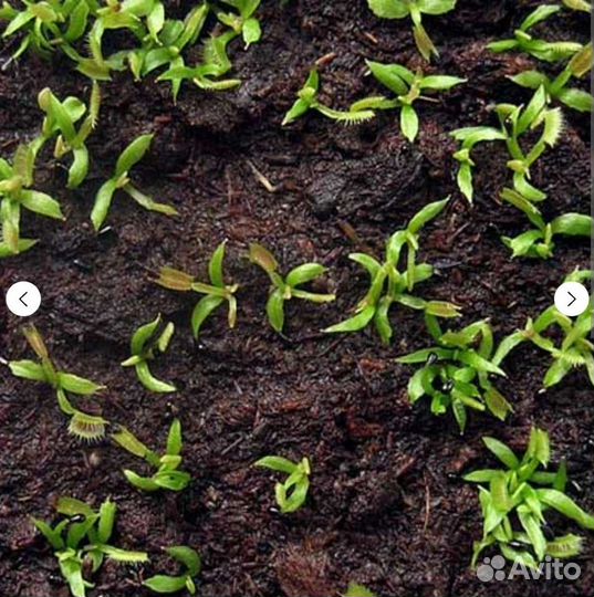 Семена Мухоловки типичный сорт 5 шт