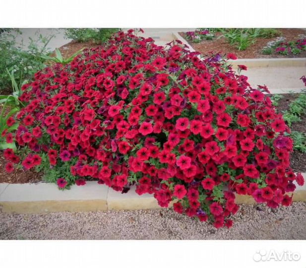 Петунии тайдал опера