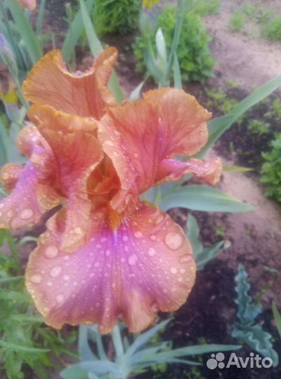 Ирисы сортовые