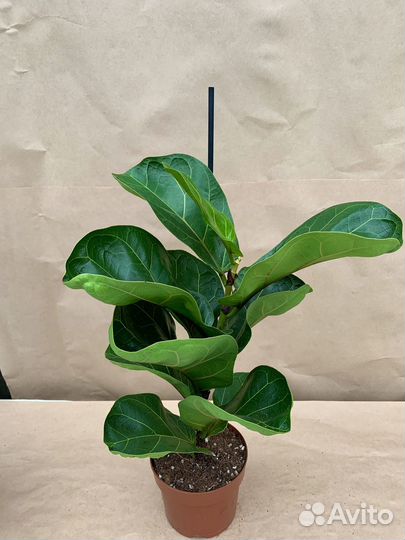 Фикус Лирата бамбино