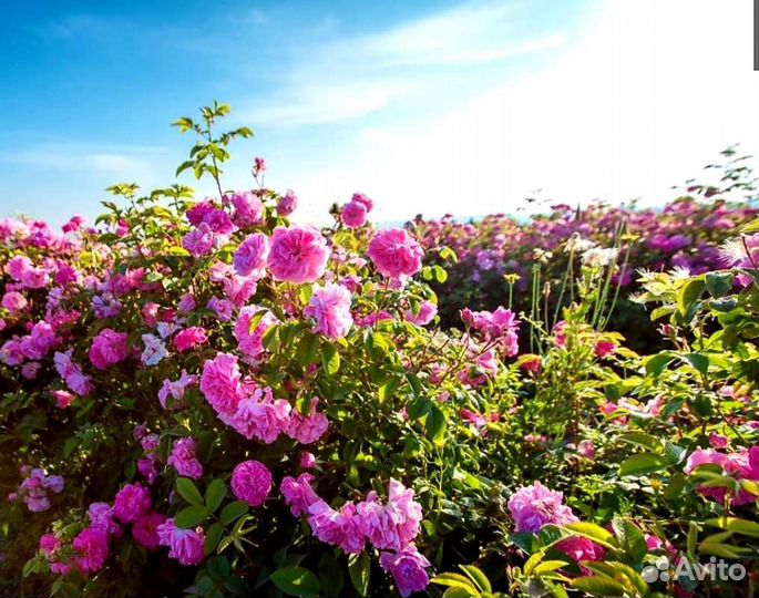 Саженцы розы Дамасская