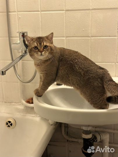 Кот на вязку