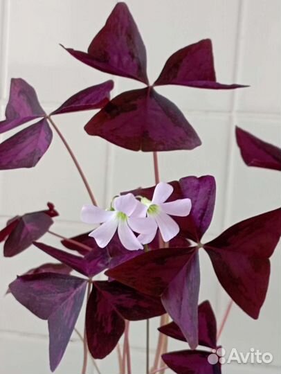 Оксалис (кислица)