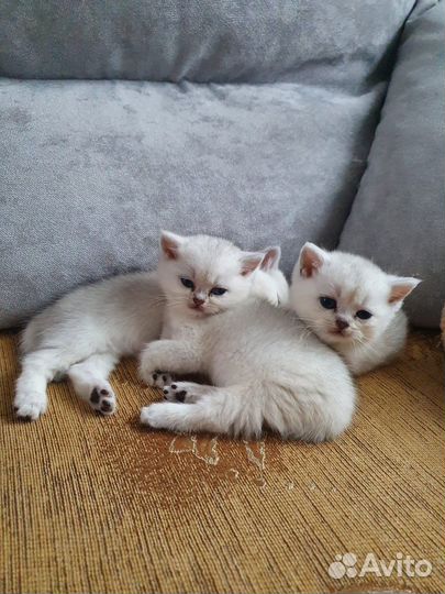 Британские котята