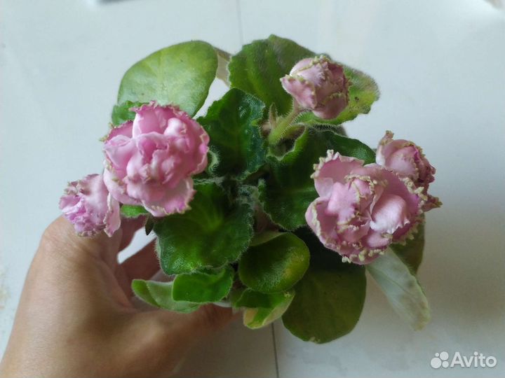 Фиалки сортовые