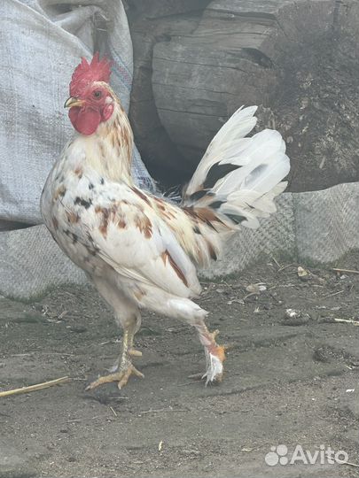 Молодые петухи