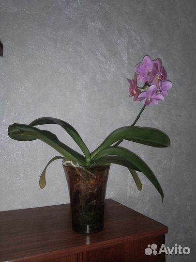 Орхидея фаленопсис Хэппи Кэрол