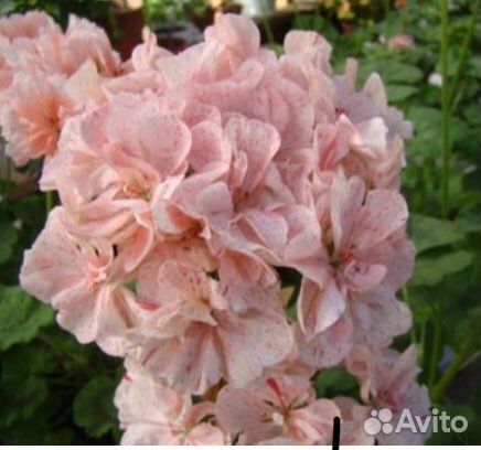 Пеларгонии сортовые