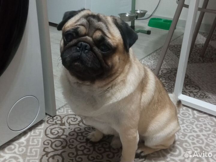 Мопс вязка мальчик