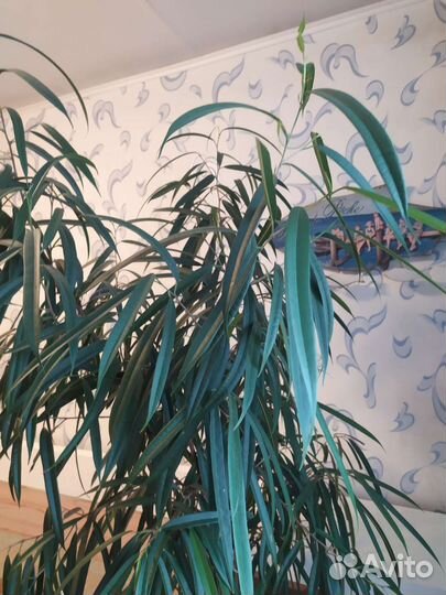 Фикус узколистный