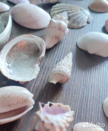 Морские ракушки