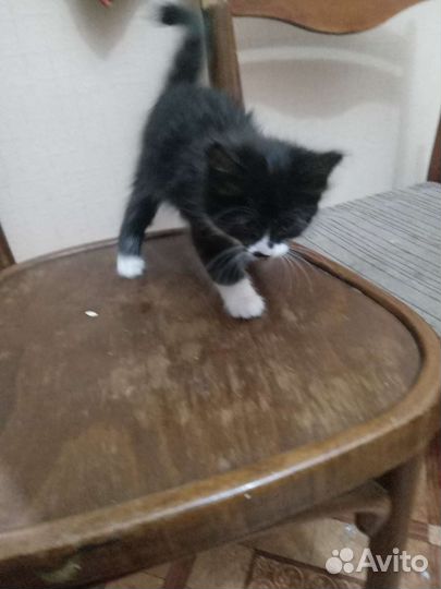 Котенок 2 месяца