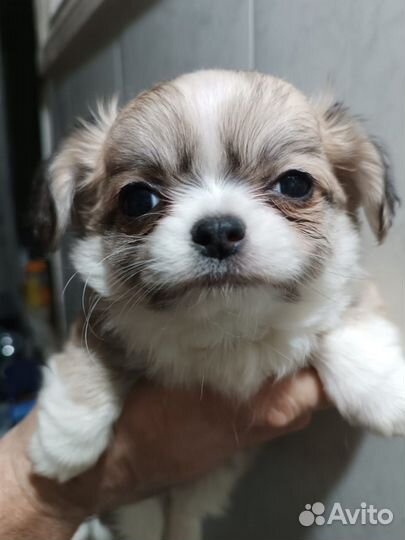 Чихуахуа мини мальчик