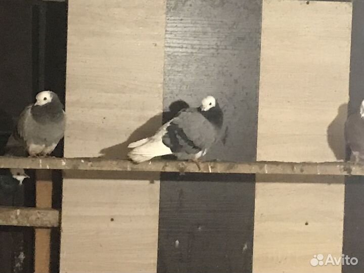 Продажа голубей