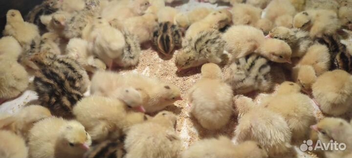 Перепелята