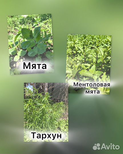 Эстрагон тархун