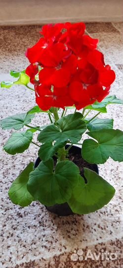 Пеларгония герань сортовая