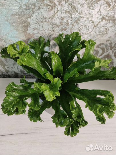 Папоротники Асплениум/Флебодиум/Дриоптерис