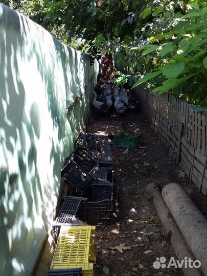 Животные птица