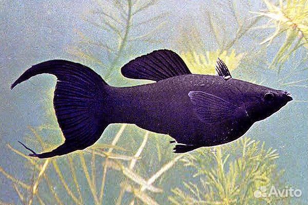 Черная лирохвостая моллинезия самка