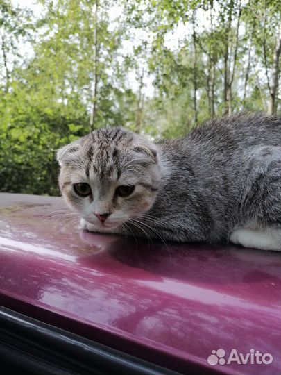 Шотландская