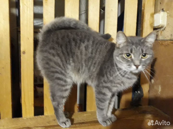 Кошка Лиза ищет дом, стерилизована