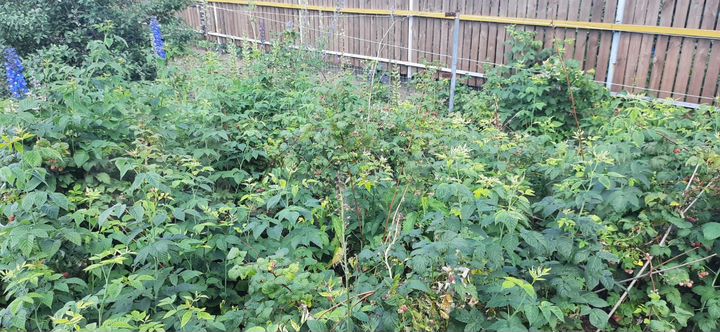 Участок 6,8 сот. (СНТ, ДНП)