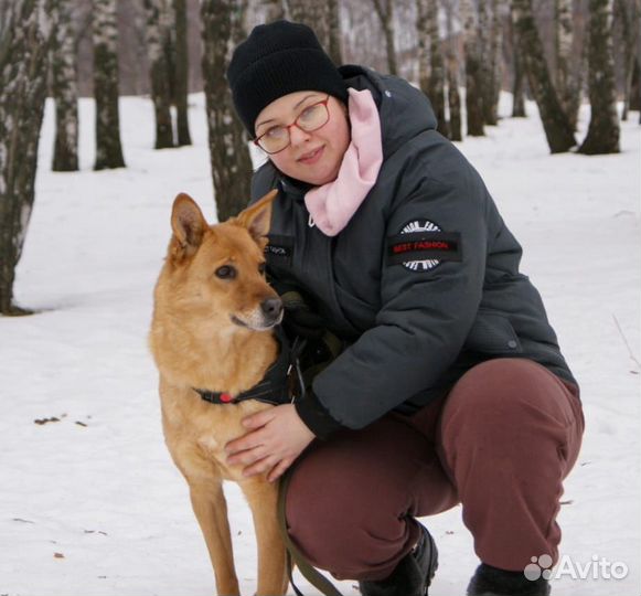 Ручная нежная небольшая собака пропадает в приюте