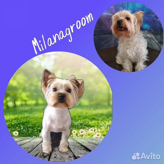 Груминг стрижка собак и кошек