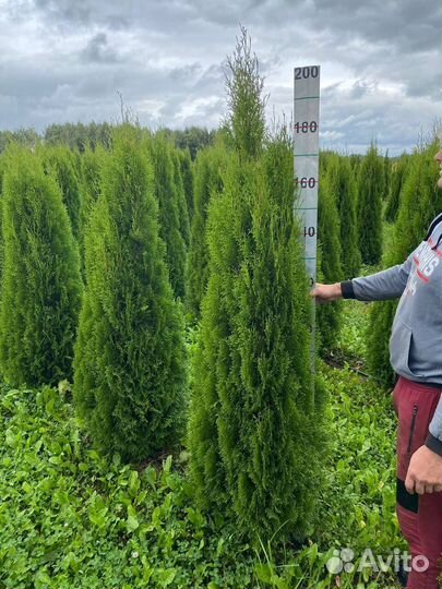Туя смарагд из питомника100-120см