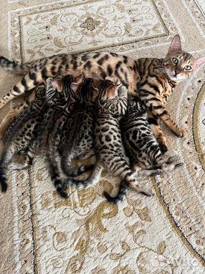 Бенгальские котята