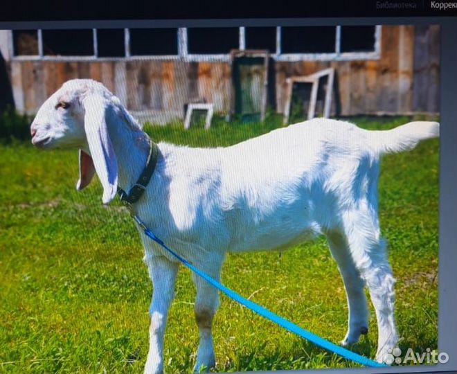 Козочка камори-нуб