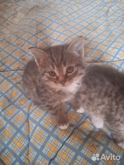 Котята