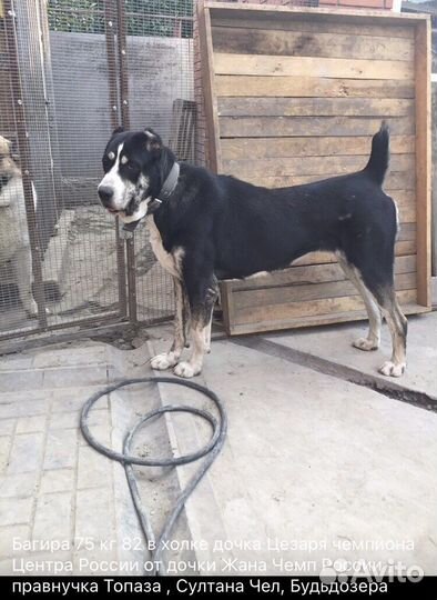 Среднеазиатская овчарка