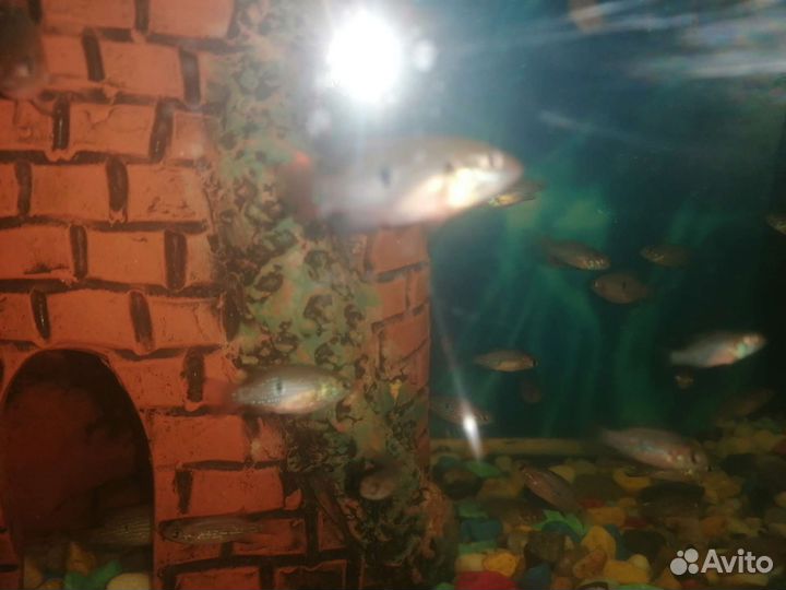 Рыба Хромис красавец мальки